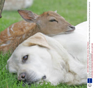 Orphaned Deer Bluebell has been adopted by Labrador dog Sam, Stansted, Essex, Britain - 26 Aug 2006