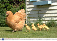 Cornflake the chicken and her brood of ducklings, Christchurch, Dorst  Britain  - 15 May 2009