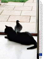 Adder the Cat, who had a surprise visitor, a pigeon which hopped onto his back as he lay snoozing at the back door of his home, Milford on Sea, Hampshire, Britain - 31 Aug 2006