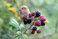 Richard Austin's 2010 'Animal Magic' calendar, Britain - Nov 2009