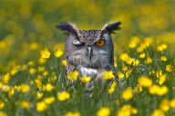 Richard Austin's 2010 'Animal Magic' calendar, Britain - Nov 2009