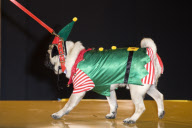 Pet-a-Porter dog fashion show. Harrods. London,Britain. - 26 Nov 2009