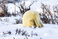 Polar bear somersaulting in the snow, Wapusk National Park, Hudson Bay, Manitoba, Canada - 26 Nov 2009