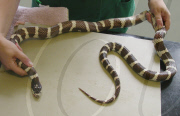 The Snake That Ate Itself, Seers Croft Veterinary Surgery, Nr Crawley, Sussex, Britain - 01 Dec 2009
