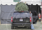 Actress JESSICA ALBA and her husband CASH WARREN taking their daughter HONOR MARIE to buy a huge Christmas tree 