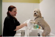 VA: SPA AND BOUTIQUE FOR DOGS
