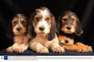 Otterhound dog threatened with extinction, Britain - Mar 2007