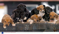 PUPPIES HANDED IN TO DOGS TRUST, NEWBURY, BERKSHIRE, BRITAIN - 23 DEC 2003