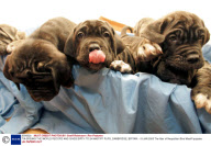 TIA BREAKS THE WORLD RECORD AND GIVES BIRTH TO 24 MASTIFF PUPS, CAMBRIDGE, BRITAIN - 19 JAN 2005
