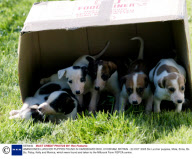 ABANDONED LURCHER PUPPIES FOUND IN CARDBOARD BOX, CHOBHAM, BRITAIN - 20 OCT 2005