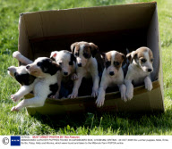 ABANDONED LURCHER PUPPIES FOUND IN CARDBOARD BOX, CHOBHAM, BRITAIN - 20 OCT 2005