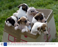 ABANDONED LURCHER PUPPIES FOUND IN CARDBOARD BOX, CHOBHAM, BRITAIN - 20 OCT 2005