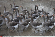 FRANCE : FOIE GRAS