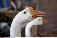 FRANCE : FOIE GRAS