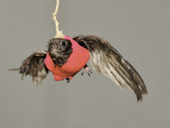 Swallow put into a 'flight harness' to help it learn to fly at the Ramat Gan Safari Park Animal Hospital, Israel - 11 Dec 2009