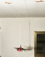 Swallow put into a 'flight harness' to help it learn to fly at the Ramat Gan Safari Park Animal Hospital, Israel - 11 Dec 2009