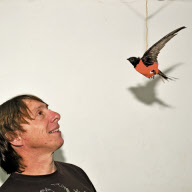 Swallow put into a 'flight harness' to help it learn to fly at the Ramat Gan Safari Park Animal Hospital, Israel - 11 Dec 2009