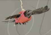 Swallow put into a 'flight harness' to help it learn to fly at the Ramat Gan Safari Park Animal Hospital, Israel - 11 Dec 2009