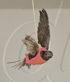Swallow put into a 'flight harness' to help it learn to fly at the Ramat Gan Safari Park Animal Hospital, Israel - 11 Dec 2009