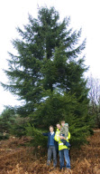 40ft Christmas tree fitted into a family home, Bournemouth, Britain - 13 Dec 2009