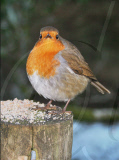Rotund robin, Burrator Reservoir, Plymouth, Devon, Britain - 04 Dec 2009
