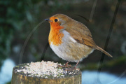 Rotund robin, Burrator Reservoir, Plymouth, Devon, Britain - 04 Dec 2009