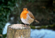 Rotund robin, Burrator Reservoir, Plymouth, Devon, Britain - 04 Dec 2009