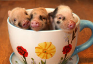 Micro pigs at the Little Pig Farm in Christchurch, Cambridgeshire, Britain - Dec 2009