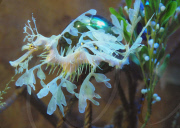 Leafy Sea Dragons at the Weymouth Sealife Centre in Dorset, Britain - 20 Dec 2009
