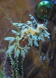 Leafy Sea Dragons at the Weymouth Sealife Centre in Dorset, Britain - 20 Dec 2009