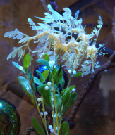 Leafy Sea Dragons at the Weymouth Sealife Centre in Dorset, Britain - 20 Dec 2009