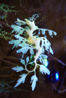Leafy Sea Dragons at the Weymouth Sealife Centre in Dorset, Britain - 20 Dec 2009