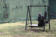 Polo, the Worlds Loneliest Gorilla, Mysore Zoo, Karnataka, India - 08 Jan 2010