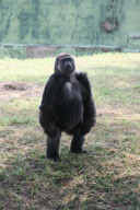 Polo, the Worlds Loneliest Gorilla, Mysore Zoo, Karnataka, India - 08 Jan 2010
