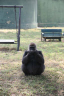 Polo, the Worlds Loneliest Gorilla, Mysore Zoo, Karnataka, India - 08 Jan 2010