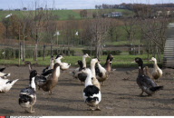 FRANCE: DUCKS RAISED FOR FOIE GRAS AT POMES FARM