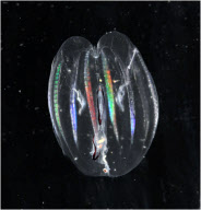Stunning images reveal weird and wonderful array of Antarctic marine creatures, Antarctic - Oct 2008