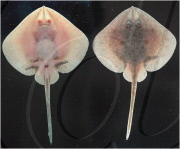 Stunning images reveal weird and wonderful array of Antarctic marine creatures, Antarctic - Oct 2008