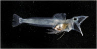Stunning images reveal weird and wonderful array of Antarctic marine creatures, Antarctic - Oct 2008