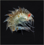 Stunning images reveal weird and wonderful array of Antarctic marine creatures, Antarctic - Oct 2008