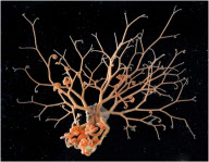 Stunning images reveal weird and wonderful array of Antarctic marine creatures, Antarctic - Oct 2008