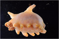 Stunning images reveal weird and wonderful array of Antarctic marine creatures, Antarctic - Oct 2008
