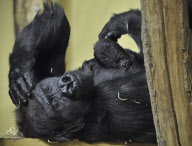 Gorillas at Budapest Zoo, Budapest, Hungary - 13 Jan 2010