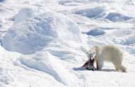 The Canadian Coast Guard icebreaker Louis S. St-Laurent on it's annual voyage to the Arctic - Jul 2008