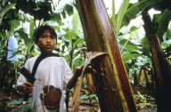 A boy working on a Philippine banana plantation