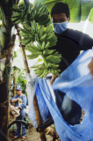 A boy working on a Philippine banana plantation
