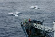Antarctica Japanese Whaling Protest 
