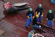 Antarctica Japanese Whaling Protest 