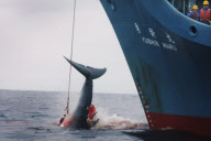 Antarctica Japanese Whaling Protest 