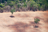 Brazil Soy vs Amazon rainforest 